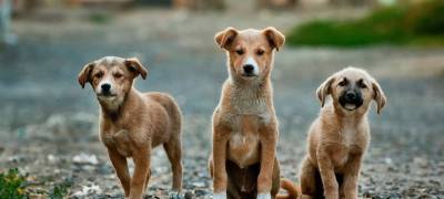 Безнадзорных собак в одном из райцентров Карелии будут отлавливать даже если они в ошейниках