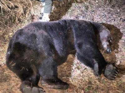 В Нижнем Тагиле застрелили медведя, который раскапывал могилы и ел трупы