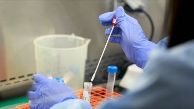 ВОЗ сообщила о выявлении коронавируса у норок в шести странах