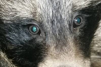 Тверская полиция проверяет инцидент с запертыми в подвале детсада енотовидными собаками