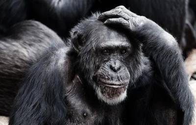 Ученые узнали, какие звуки любят обезьяны - argumenti.ru