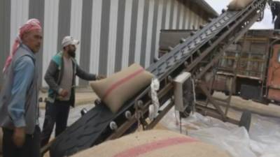 Правительство Асада готовит зерно для раздачи крестьянам Даръа