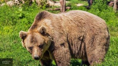 Медведя-трупоеда застрелили в Нижнем Тагиле
