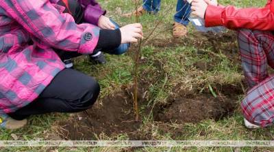 Кленами и рябинами дополнили аллеи семейных деревьев в Калинковичах и Мозыре