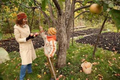 Плодовый сад осенью: хлопоты на исходе осени