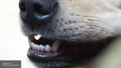СК возбудил дело после нападений агрессивных собак на астраханцев