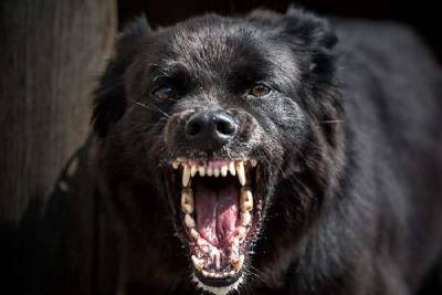 В Смоленской области агрессивная собака набросилась на детей – соцсети