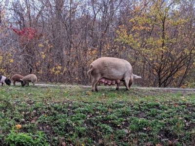 Необычная компания: в Харькове по улицам гуляла семья свиней с уткой
