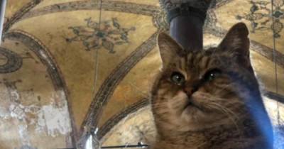Умерла кошка, прожившая 16 лет в соборе Святой Софии