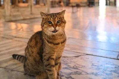Умерла прожившая 16 лет в соборе Святой Софии кошка