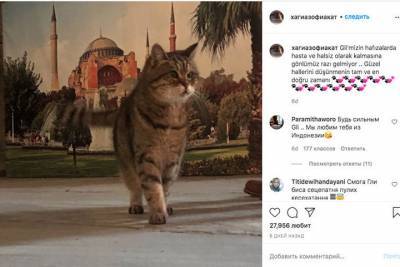 Умерла кошка Гли, ставшая одним из символов Стамбула