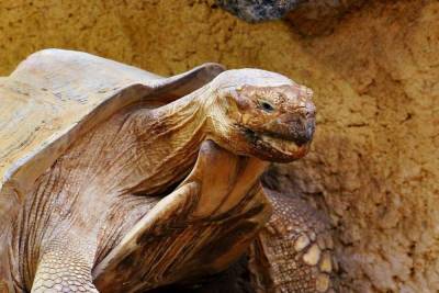 В Индии нашли уникальную черепаху-альбиноса