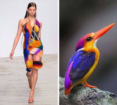 19 случаев, когда дизайнеры одежды нагло своровали идею у природы и создали шедевр