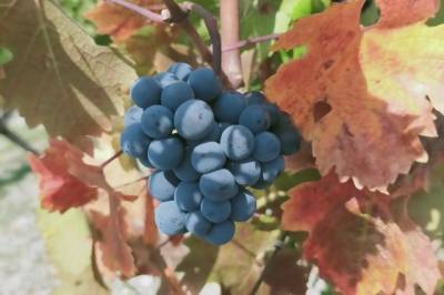 В Италии продается поместье с усадьбой XVIII века и виноградниками