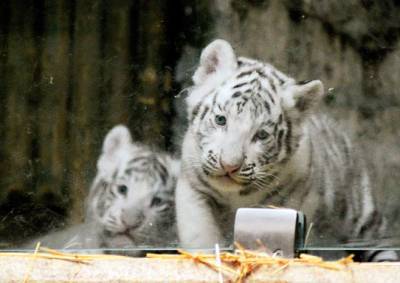 Либерецкий зоопарк опубликовал первые фото белых тигрят