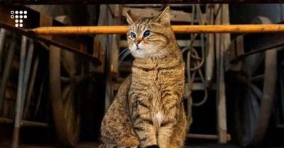 Кошка Гли, которая жила в соборе Святой Софии, умерла в 16-летнем возрасте. В Instagram за ней следили более 100 тысяч