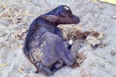 На Ставрополье новорожденный буйволенок стал соседом верблюдов из Чечни