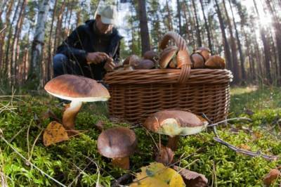Грибники пытались вывезти из Чернобыльской зоны 60 кг грибов