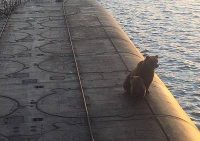 Экипаж атомной подлодки «Рязань» расстрелял медведицу с медвежонком