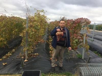 Смоленский виноградарь разработал уникальную технологию борьбы с филлоксерой