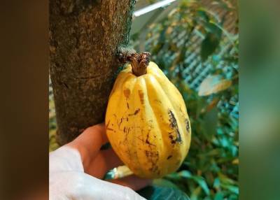Какао-бобы разыграют в "Аптекарском огороде" с 9 по 13 ноября