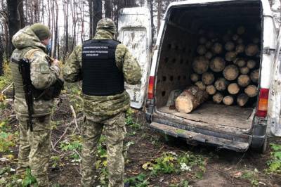 В Киевской области нелегала из России задержали за кражу леса