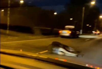 Машина сбила лося на Приморском шоссе в Петербурге