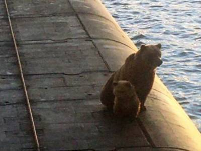 На подводной лодке на Камчатке расстреляли медведицу с медвежонком