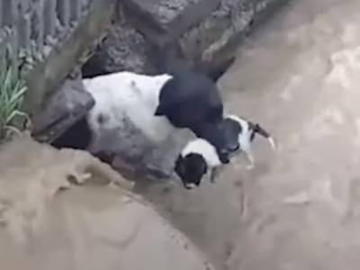 Отважная мама: собака спасла своих щенков из затопленного логова