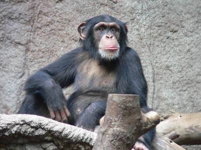 Шимпанзе не склонны заводить друзей в старости – Cursorinfo: главные новости Израиля
