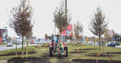 ФОТО: На ул.Краста в Риге начали посадку 120 деревьев и 2433 кустов