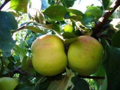 Описание сортов яблони (Мелба, Мантет, Сергиана)
