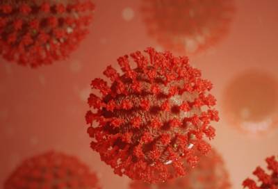 Учёные нашли коронавирус в яичках