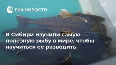 В Сибири изучили самую полезную рыбу в мире, чтобы научиться ее разводить