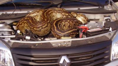 Видео: Гигантский питон, забравшийся под капот машины американца, взорвал сеть