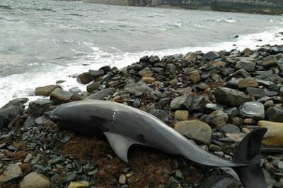 Погибшего на берегу Черного моря дельфина сняли на камеру