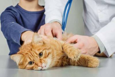 Жительница Ярославля диагностировала коронавирус у своего кота