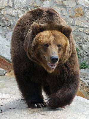 На Камчатке убили медведицу с медвежонком, проникших на палубу подлодки