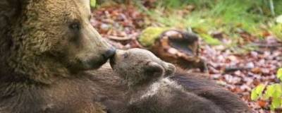 Агрессивную медведицу и её медвежонка убили на Камчатке
