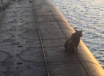 Экипаж атомной подлодки «Рязань» расстрелял медведицу с медвежонком