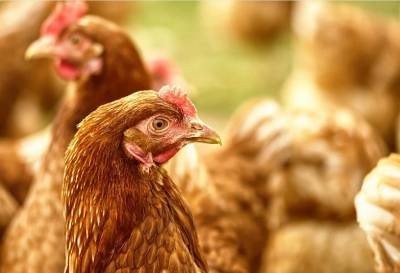 На Таганрогской птицефабрике приступили к дезинфекции после вспышки птичьего гриппа