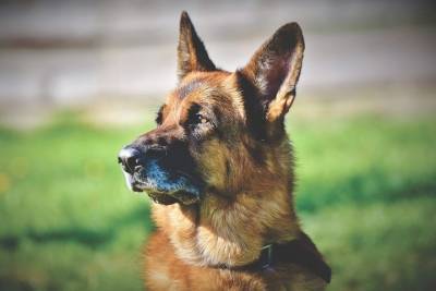 Житель Бурятии украл и съел собаку для лечения туберкулеза