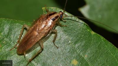 Биороботов-тараканов научили помогать с домашними делами