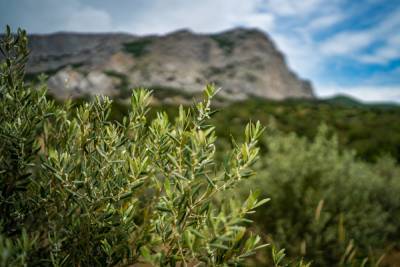 В Крыму создадут питомник для субтропических растений