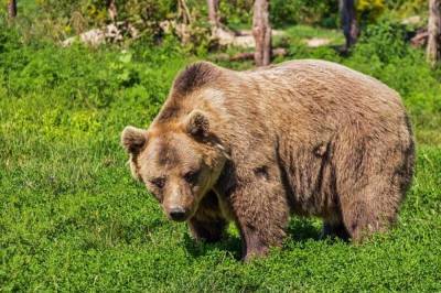 Военные РФ застрелили медведицу с детенышем
