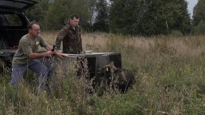 Сотрудники Центра спасения медвежат-сирот в Тверской области рассказали о выпуске двух своих подопечных