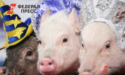 У Пермского свинокомплекса за долги арестовали два земельных участка
