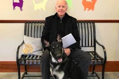 Собака Байдена станет первым взятым из приюта животным, оказавшимся в Белом доме - Cursorinfo: главные новости Израиля
