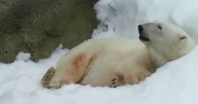 Белая медведица Мурма умерла в Московском зоопарке