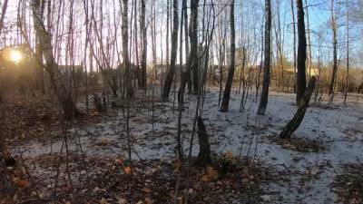 В Ленобласти спасают залитый бетоном лес